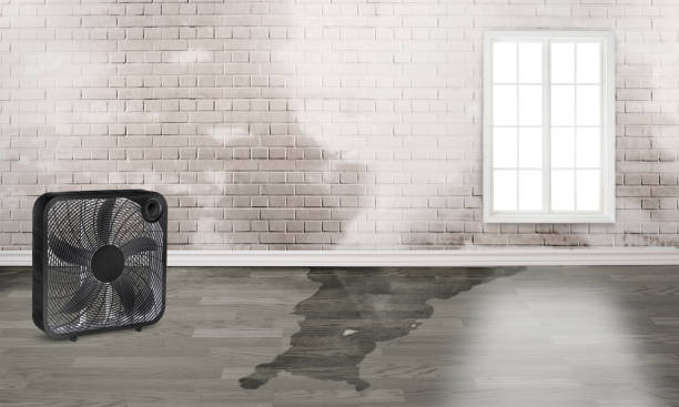 Best Basement water damage restoration  in Iota, LA